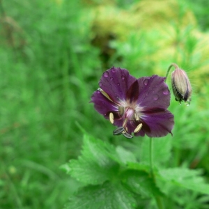 Photographie n°22430 du taxon Geranium phaeum L.