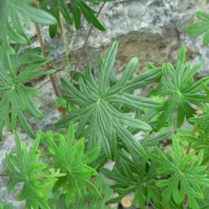 Photographie n°22435 du taxon Geranium sanguineum L.