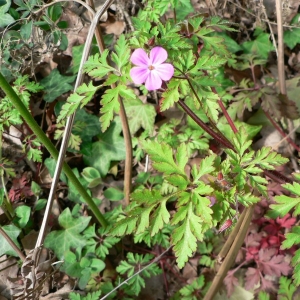 Photographie n°22437 du taxon Geranium robertianum subsp. robertianum