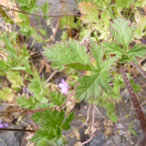 Photographie n°22441 du taxon Erodium chium (L.) Willd. [1794]