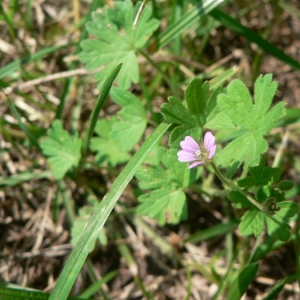 Photographie n°22449 du taxon Geranium pusillum L. [1759]