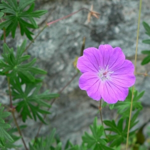 Photographie n°22451 du taxon Geranium sanguineum L.