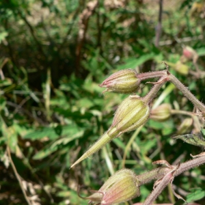 Photographie n°22452 du taxon Geranium pratense L.