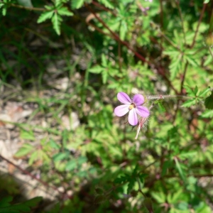 Photographie n°22453 du taxon Geranium robertianum subsp. purpureum (Vill.) Nyman [1878]