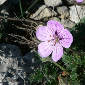 Photographie n°22455 du taxon Erodium foetidum (L.) L'Hér. [1802]