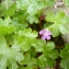  Mathieu MENAND - Geranium lucidum L.