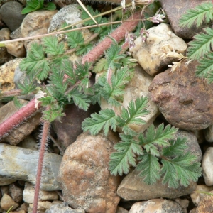 Photographie n°22464 du taxon Erodium cicutarium (L.) L'Hér.