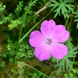 Photographie n°22477 du taxon Geranium sanguineum L.