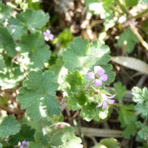 Photographie n°22478 du taxon Geranium rotundifolium L.