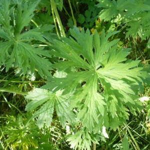 Photographie n°22479 du taxon Geranium pratense L. [1753]