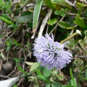 Globularia nudicaulis f. gracilis (Rouy & J.A.Richt.) B.Bock (Globulaire grêle)