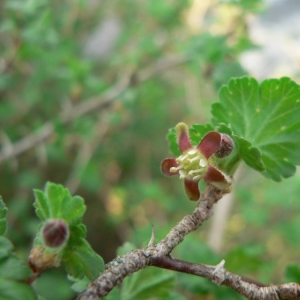 Grossularia vulgaris Bubani (Groseillier à maquereaux)