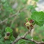 Mathieu MENAND - Ribes uva-crispa L. [1753]
