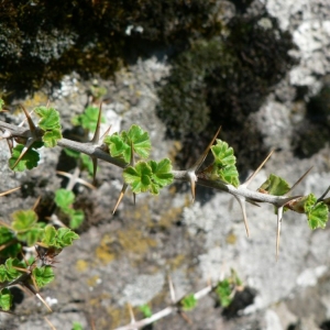 Photographie n°22504 du taxon Ribes uva-crispa L. [1753]