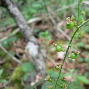 Photographie n°22507 du taxon Ribes rubrum L. [1753]