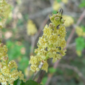 Photographie n°22514 du taxon Ribes alpinum L. [1753]