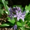  Mathieu MENAND - Scilla lilio-hyacinthus L. [1753]