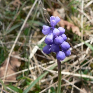 Photographie n°22524 du taxon Muscari botryoides (L.) Mill.