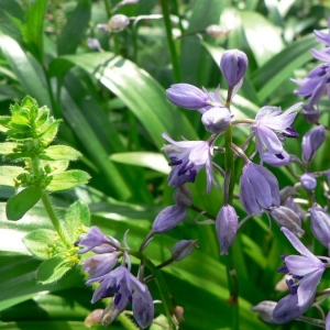 Photographie n°22527 du taxon Scilla lilio-hyacinthus L. [1753]