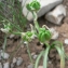  Mathieu MENAND - Ornithogalum angustifolium Boreau [1847]