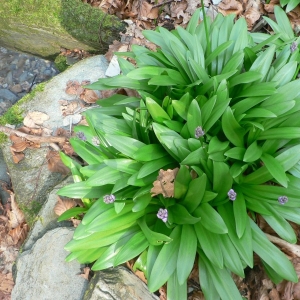 Photographie n°22533 du taxon Scilla lilio-hyacinthus L. [1753]