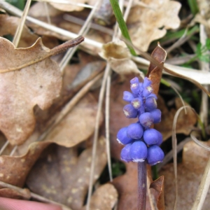 Photographie n°22534 du taxon Muscari botryoides (L.) Mill.