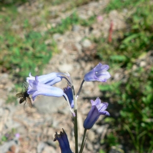 Photographie n°22535 du taxon Brimeura amethystina (L.) Chouard [1930]