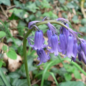 Photographie n°22538 du taxon Hyacinthoides non-scripta subsp. non-scripta