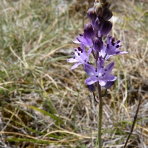 Photographie n°22542 du taxon Scilla autumnalis L. [1753]