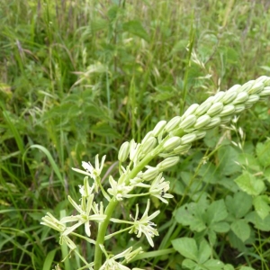 Photographie n°22544 du taxon Ornithogalum pyrenaicum L. [1753]