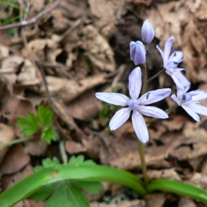 Photographie n°22545 du taxon Scilla bifolia L.