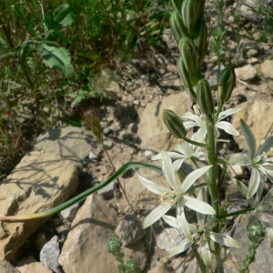 Photographie n°22546 du taxon Ornithogalum narbonense L. [1756]