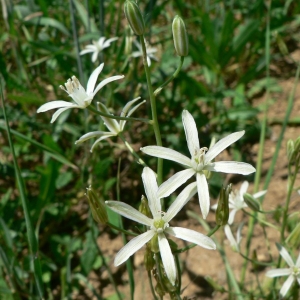 Photographie n°22552 du taxon Ornithogalum narbonense L. [1756]