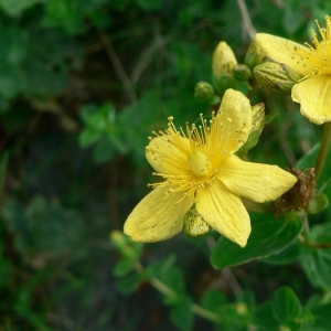 Photographie n°22568 du taxon Hypericum maculatum Crantz [1763]