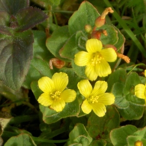 Photographie n°22570 du taxon Hypericum elodes L. [1759]