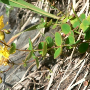 Photographie n°22574 du taxon Hypericum nummularium L. [1753]