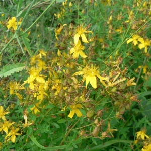 Photographie n°22576 du taxon Hypericum perforatum L. [1753]