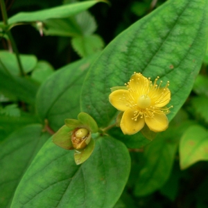 Photographie n°22580 du taxon Hypericum androsaemum L.