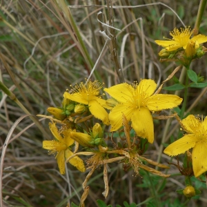 Photographie n°22589 du taxon Hypericum perforatum L. [1753]