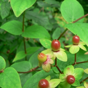 Photographie n°22591 du taxon Hypericum androsaemum L.