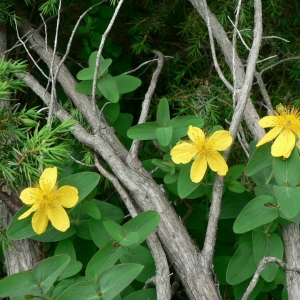 Photographie n°22592 du taxon Hypericum richeri subsp. burseri (DC.) Nyman [1878]