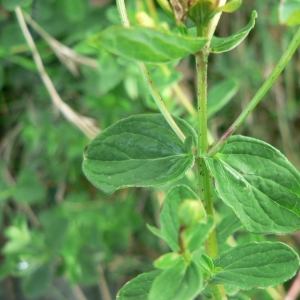 Photographie n°22596 du taxon Hypericum maculatum Crantz [1763]