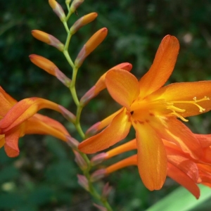 Photographie n°22599 du taxon Crocosmia x crocosmiiflora (Lemoine) N.E.Br. [1932]