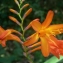  Mathieu MENAND - Crocosmia x crocosmiiflora (Lemoine) N.E.Br. [1932]