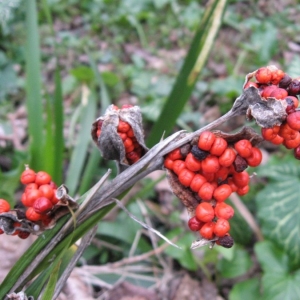 Photographie n°22601 du taxon Iris foetidissima L. [1753]