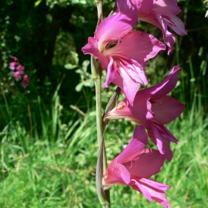 Photographie n°22604 du taxon Gladiolus communis L. [1753]