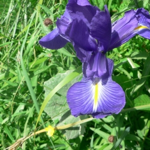 Photographie n°22607 du taxon Iris latifolia (Mill.) Voss [1895]