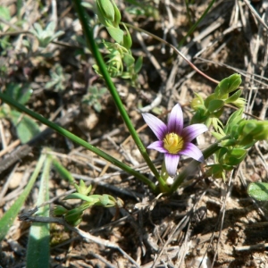 Photographie n°22610 du taxon Romulea ramiflora Ten. [1827]