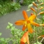  Mathieu MENAND - Crocosmia x crocosmiiflora (Lemoine) N.E.Br. [1932]