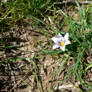 Photographie n°22613 du taxon Romulea columnae Sebast. & Mauri [1818]